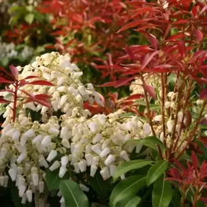 Pieris japonica 'Red Mill' 5L - image 2