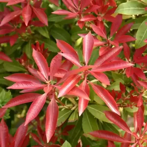 Pieris japonica 'Red Mill' 5L - image 1