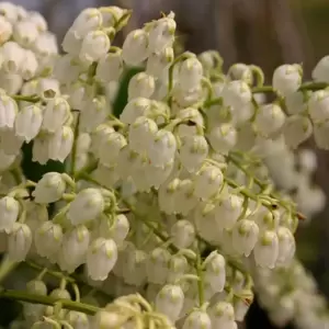 Pieris japonica 'Red Mill' 2.3L - image 3