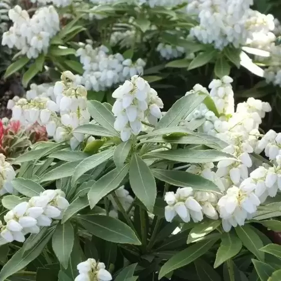 Pieris japonica 'Sarabande' 6L - image 1