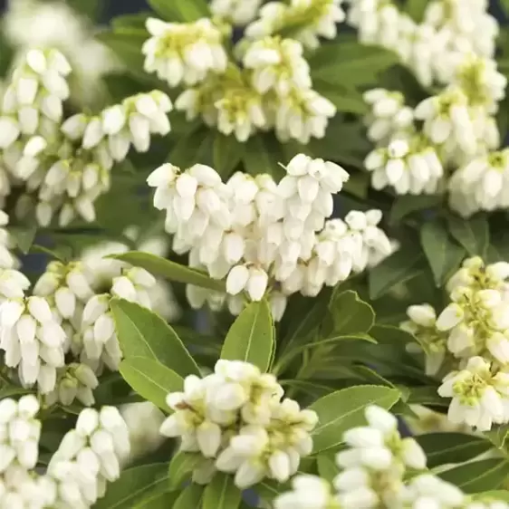 Pieris japonica 'Sarabande' 2.3L - image 2