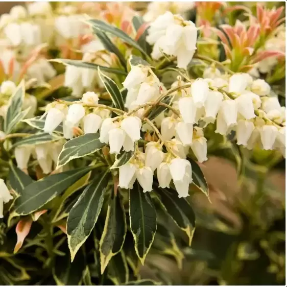 Pieris japonica 'Variegata' 5L - image 1