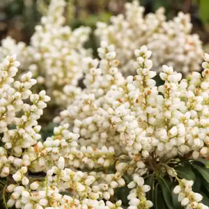 Pieris japonica 'White Pearl' ℗ - image 1