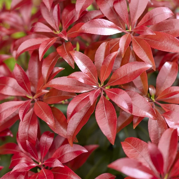 Image Credit: Genesis Plant Marketing Ltd