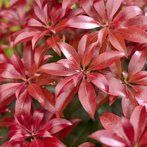 Image Credit: Genesis Plant Marketing Ltd