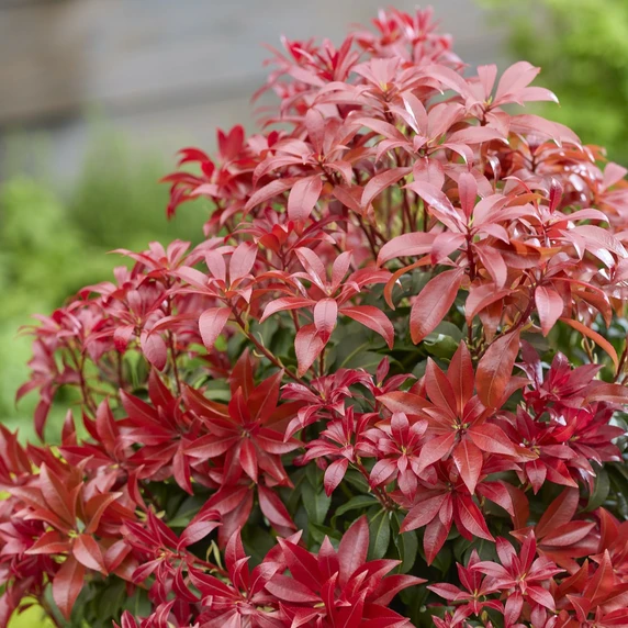 Image Credit: Genesis Plant Marketing Ltd