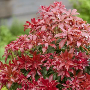 Image Credit: Genesis Plant Marketing Ltd