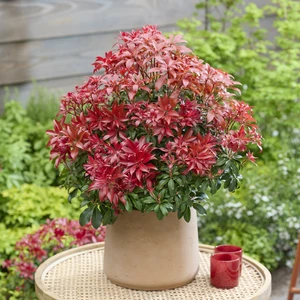 Image Credit: Genesis Plant Marketing Ltd