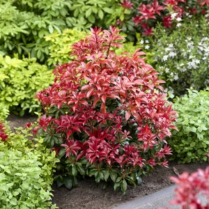 Image Credit: Genesis Plant Marketing Ltd