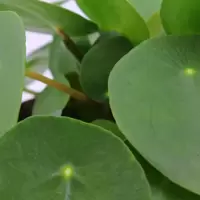 Pilea