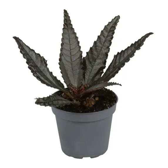 Pilea hitchcockii 6cm