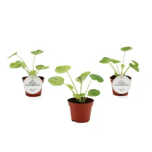 Pilea peperomioides 'Mojito' 6cm