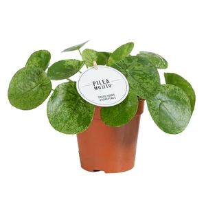 Pilea peperomioides 'Mojito' 13cm