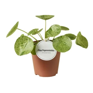 Pilea peperomioides 'Mojito' 12cm