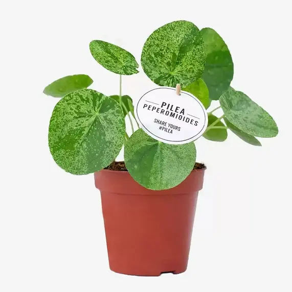 Pilea peperomioides 'Mojito' 13cm