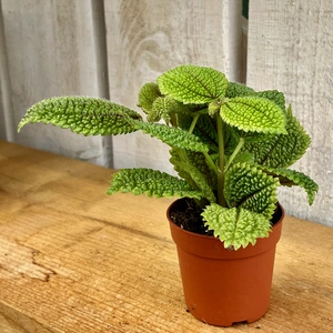 Pilea 'Moon Valley' 6cm