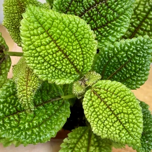 Pilea 'Moon Valley' 8.5cm - image 1