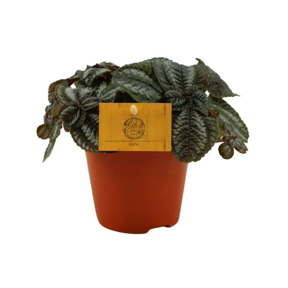 Pilea 'Norfolk' 12cm