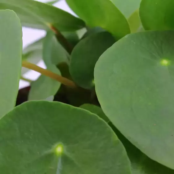 Pilea peperomioides 12cm - image 1