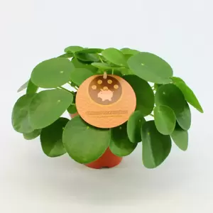 Pilea peperomioides 15cm - image 2