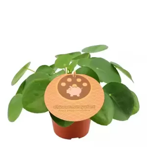 Pilea peperomioides 12cm - image 2