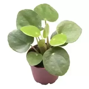 Pilea peperomioides 6cm - image 2