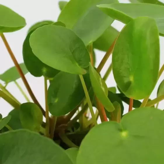 Pilea peperomioides 15cm - image 3