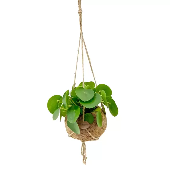 Pilea peperomioides - Kokodama - image 1