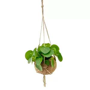 Pilea peperomioides - Kokodama - image 1