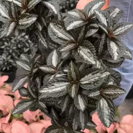 Pilea 'Silver Tree' 12cm