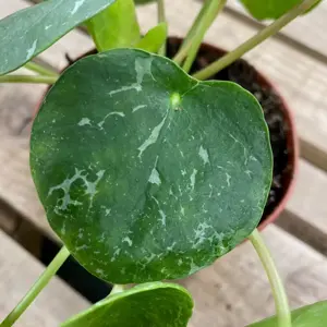 Pilea peperomioides 'Sugar' 12cm - image 1