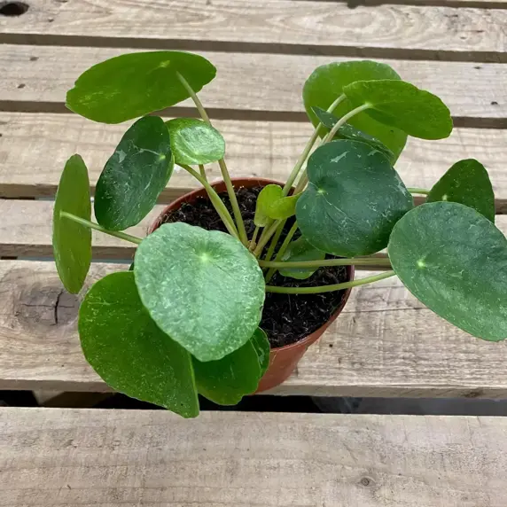 Pilea peperomioides 'Sugar' 12cm - image 2