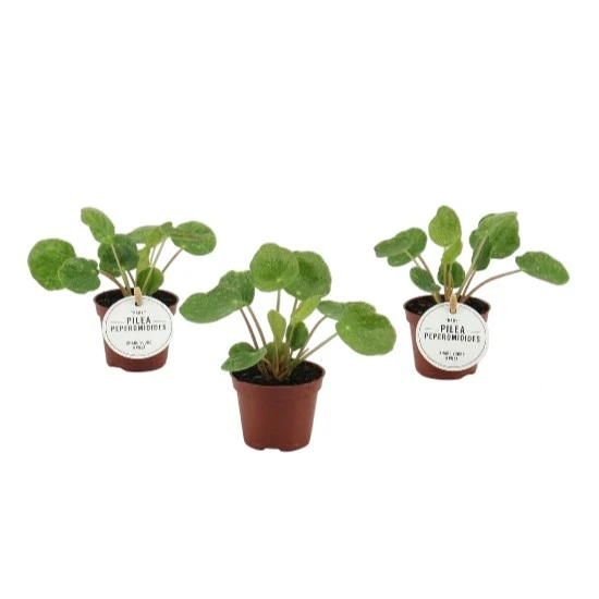 Pilea peperomioides 'Sugar' 6cm