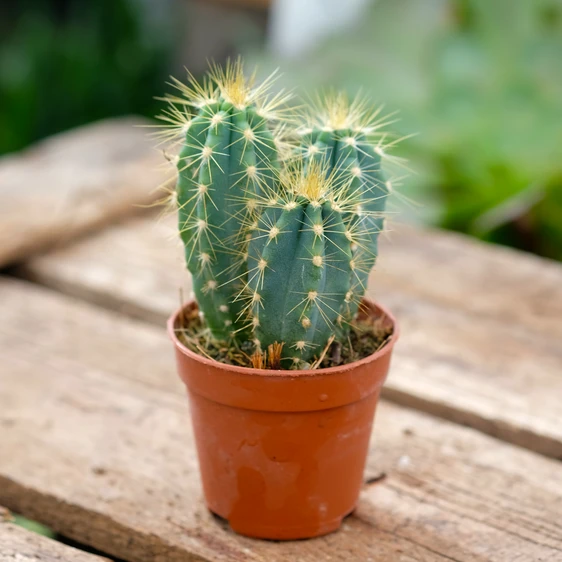 Pilocereus azureus 5cm