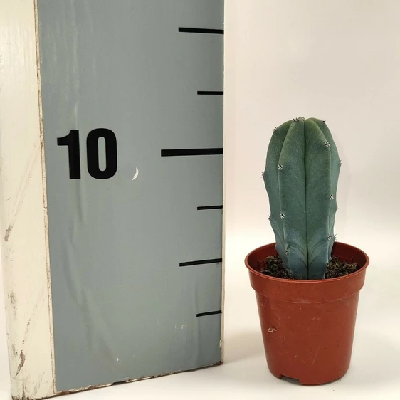 Pilosocereus azulensis 5.5cm