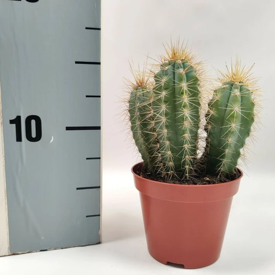 Pilosocereus azulensis 8.5cm