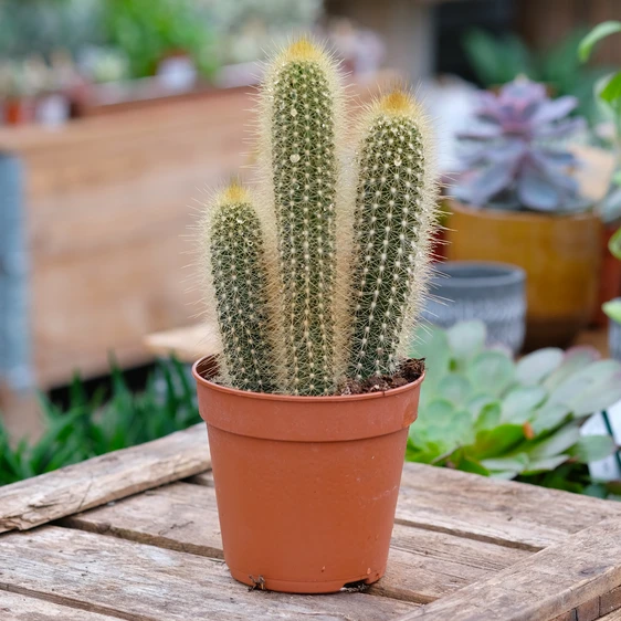 Pilosocereus chrysostele