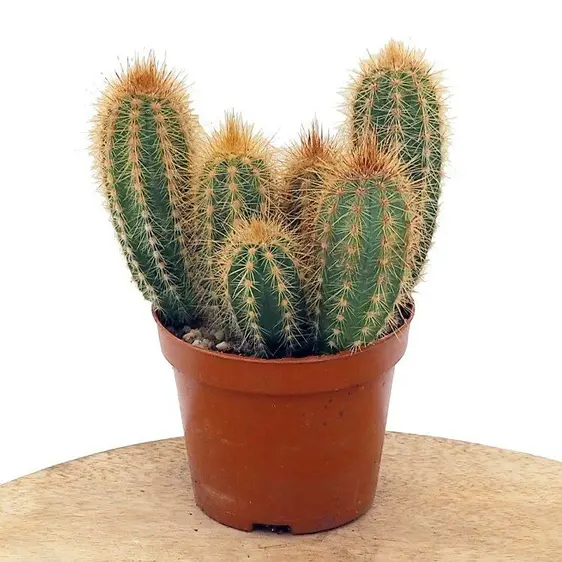 Pilosocereus pachycladus