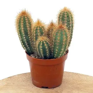Pilosocereus pachycladus