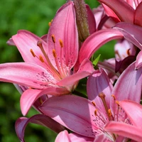 Pink Flowering Bulbs