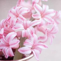 Pink Flowering Bulbs