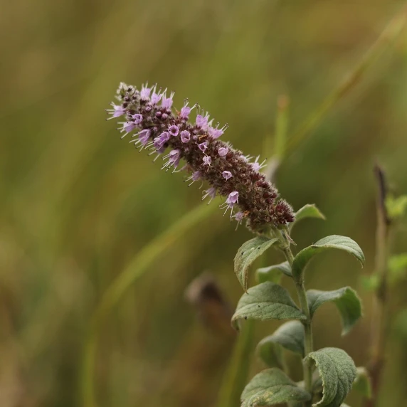 Pink Hyssop 9cm