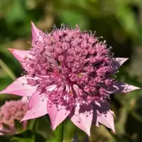 Pink Perennials