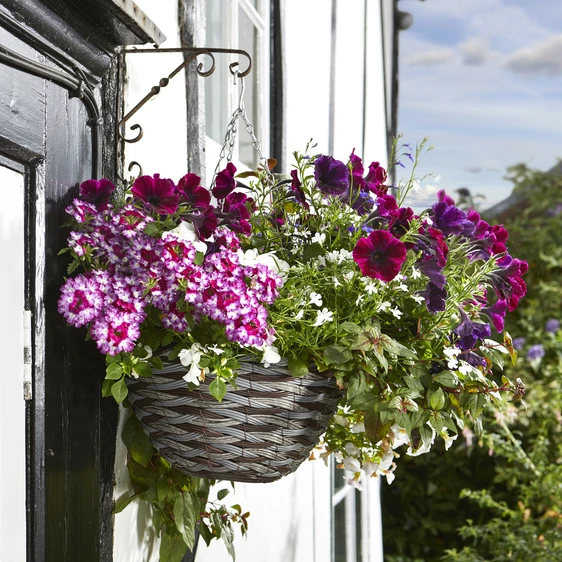 Pinto Hanging Basket - image 1