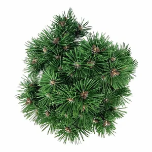 Pinus mugo 'Benjamin' 2.3L