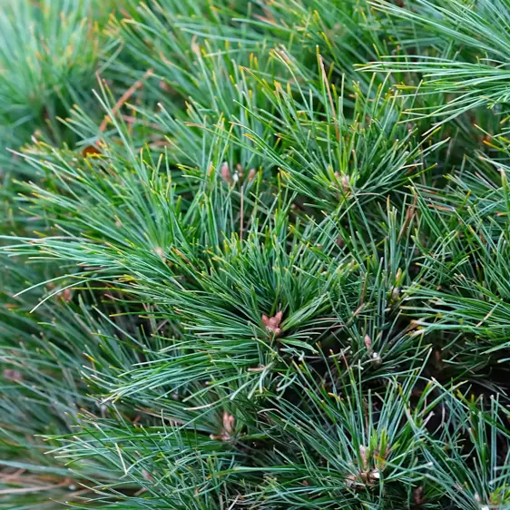 Pinus strobus 'Bergman's Mini'