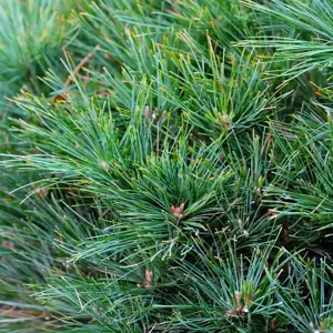 Pinus strobus 'Bergman's Mini'