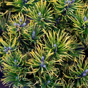 Pinus mugo 'Carsten's Wintergold' 6.5L - image 1