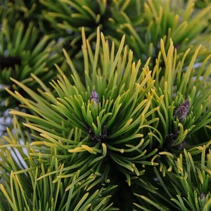 Pinus mugo 'Carsten's Wintergold' 2.3L - image 2