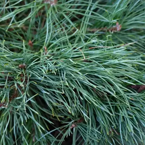 Pinus sylvestris 'Chantry Blue'